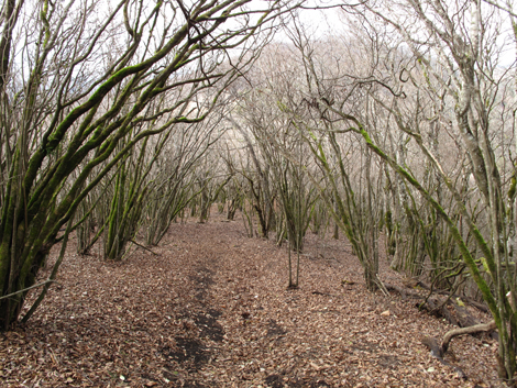 20181205hike (232)